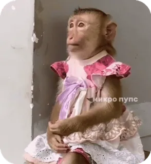 🪸 fbfdccb9 микро пупс singe, robe, animal, mignon, primate telegram sticker
