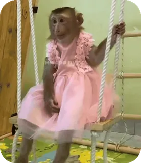 🪸 ff8f2a1e singe, robe, balançoire, animal, mignon, drôle telegram sticker