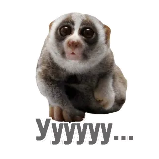 😳 1df79256 УУУУУУ... スローロリス, かわいい動物, ミーム, 面白い, 悲しい, 泣く telegram sticker