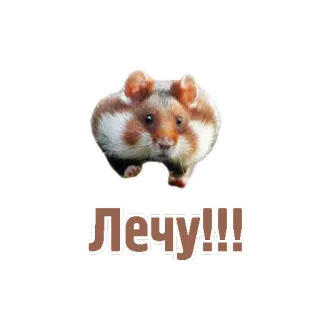 🛩 23553772 ЛЕЧУ!!! ハムスター, 飛行, かわいい, 動物, げっ歯類, ステッカー telegram sticker