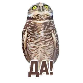 👍 3c4a5107 ДА! フクロウ, はい, ロシア語, 鳥, はい, 肯定 telegram sticker