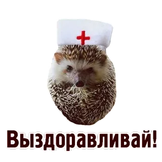 🚑 420b8d5d Выздоравливай! ハリネズミ, 看護師, お見舞い, 動物, かわいい, 健康 telegram sticker