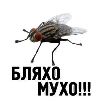 🐝 500f0350 БЛЯХО МУХО!!! ハエ, 昆虫, 不快, ロシア, 呪い telegram sticker