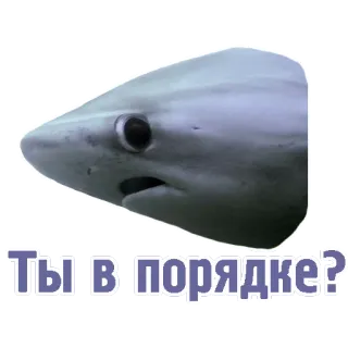 😟 528abd87 Ты в порядке? サメ, 質問, ロシア語, ステッカー telegram sticker