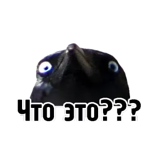 😳 535e7957 ЧТО ЭТО???? びっくり, 質問, ロシア, 混乱, カラス, 鳥, なに telegram sticker