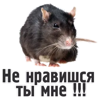😠 565d85cd Не нравишься ты мне!!! ネズミ, げっ歯類, 嫌い, テキスト, 動物 telegram sticker