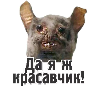 😃 59fb8410 Да я ж красавчик! コウモリ, ブサイク, 動物, 面白い, ジョーク, ミーム telegram sticker
