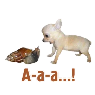 🗣 68c1c7a4 A-a-a...! 犬, カタツムリ, 衝撃, 驚き, 動物, かわいい, チワワ telegram sticker