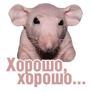 👍 6ee15ef1 Хорошо хорошо... ネズミ, げっ歯類, ヘアレスラット, 動物, かわいい, ミーム telegram sticker