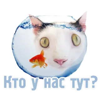 🐟 786444bd КТО У НАС ТУТ? 猫, 魚, 水族館, 面白い, 動物, ミーム telegram sticker