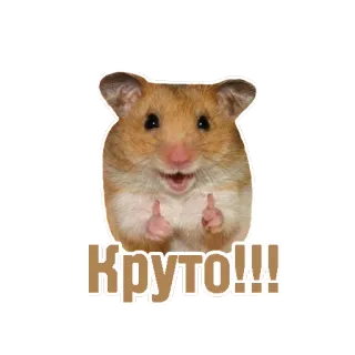 👍 862cd36f Круто!!! ハムスター, いいね, かっこいい, かわいい, 動物, げっ歯類 telegram sticker
