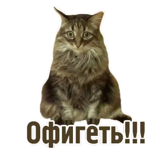 😳 8b64d163 Офигеть!!! 猫, サプライズ, ロシア, 驚き, びっくり telegram sticker