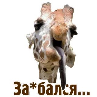 😤 8e96a224 За*бался... キリン, 動物, ロシア語, 攻撃的, テキスト, ステッカー telegram sticker