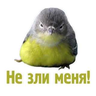 😡 d3a03730 Не зли меня! 鳥, 怒り, 不機嫌, 面白い, ミーム, 可愛い telegram sticker