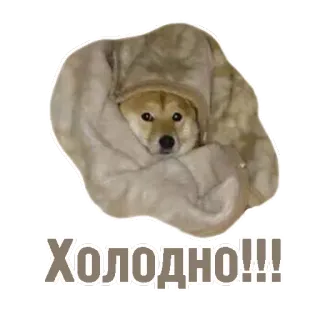 ❄ d95bee00 Холодно!!! 犬, 寒い, ステッカー, 動物, ロシア, 冬, ミーム telegram sticker