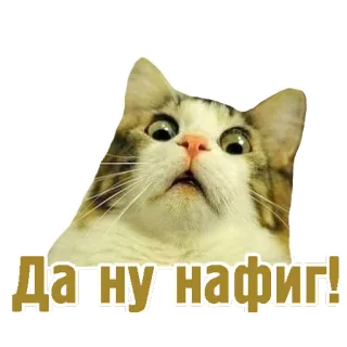 😳 ef984024 Да ну нафиг! 猫, ロシア語, 表情, ステッカー, ショック, 驚き telegram sticker