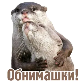 👫 f0acb424 Обнимашки! カワウソ, 動物, ハグ, 愛, 友情, かわいい telegram sticker