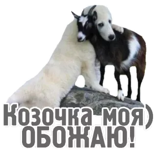 ❤ f9988d96 Козочка-моя! Обожаю! ヤギ, 動物, かわいい, 愛, 愛情 telegram sticker