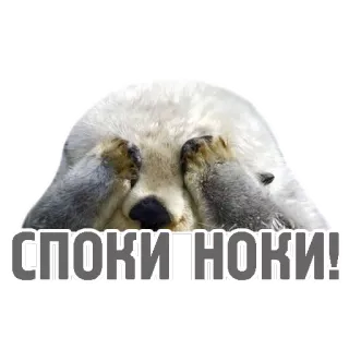 💤 fb72070d СПОКИНОКИ! アザラシ, 可愛い, 動物, 面白い, ミーム telegram sticker
