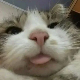 😛 32f0298d Katze, Tier, Zunge, süß, Hauskatze, Haustier, Katzenartig, Säugetier telegram sticker