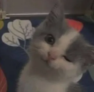 😉 7100519f Katze, Kätzchen, Haustier, Tier, süß, zwinkernd telegram sticker