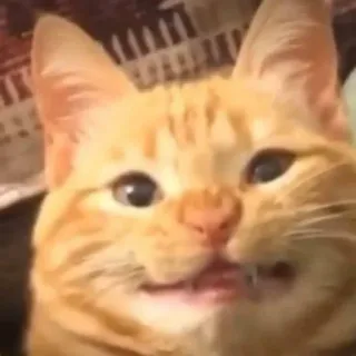 котики от дениски @ahnoee :: @fStikBot telegram stickers