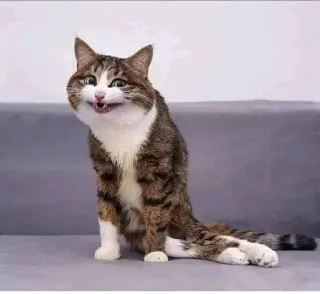 😀 867bd6e1 Katze, Tier, Haustier, Hauskatze, Katzenartig, Säugetier telegram sticker