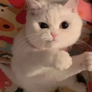 👹 dad6db97 Katze, weiße Katze, süß, Tier, Haustier, lustig telegram sticker
