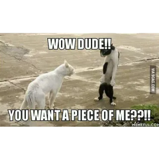 Funny Cats telegram stickers