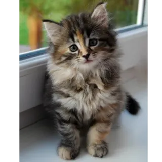 Funny Cats telegram stickers