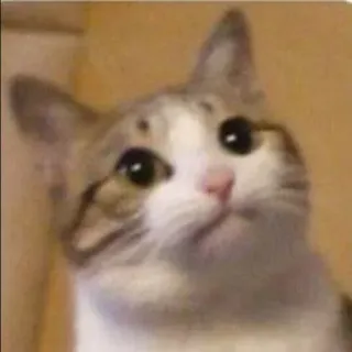 😐 0aefe522 kucing, imut, hewan, binatang peliharaan, anak kucing telegram sticker