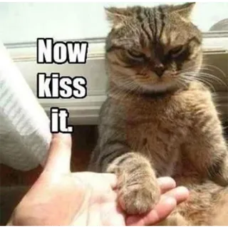 💋 132c9806 Now kiss it. kucing, cium, lucu, hewan peliharaan, binatang telegram sticker