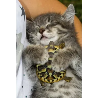 Funny Cats telegram stickers