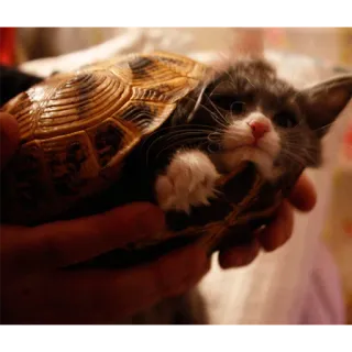 😹 19a292ee kucing, kura-kura, hewan, peliharaan, anak kucing telegram sticker