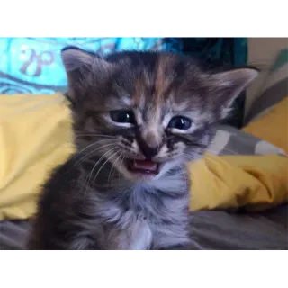 😿 19d08f3b kucing, anak kucing, lucu, hewan, peliharaan telegram sticker