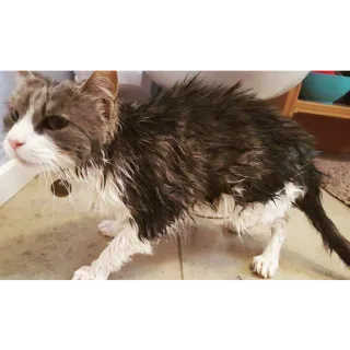 Funny Cats telegram stickers