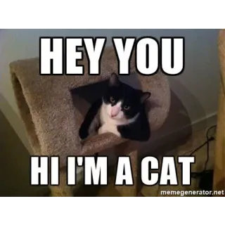 😺 24802fa6 HEY YOU
HI I'M A CAT kucing, hewan, peliharaan, lucu, meme telegram sticker