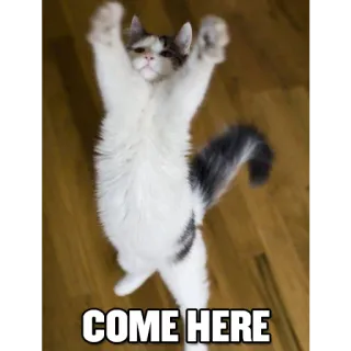😍 2a0e7992 COME HERE kucing, anak kucing, hewan, imut, lucu, meme telegram sticker