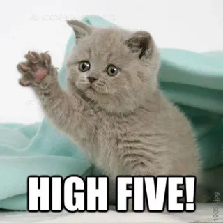 🙌 3d0036d7 HIGH FIVE! kucing, anak kucing, tos, imut, hewan telegram sticker