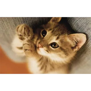 ☺️ 62319bcb anak kucing, kucing, imut, hewan, hewan peliharaan, hewan peliharaan telegram sticker