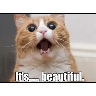 Funny Cats telegram stickers