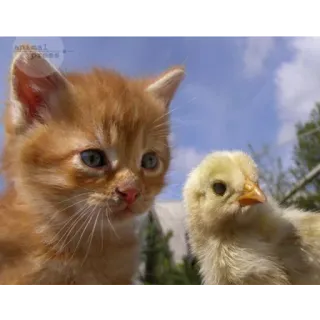 Funny Cats telegram stickers