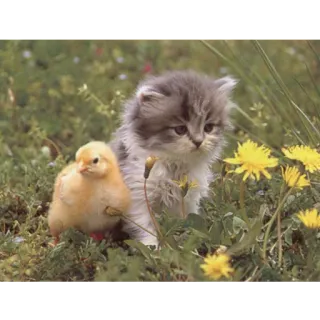 😸 88601a14 anak kucing, anak ayam, hewan, imut, persahabatan, alam telegram sticker