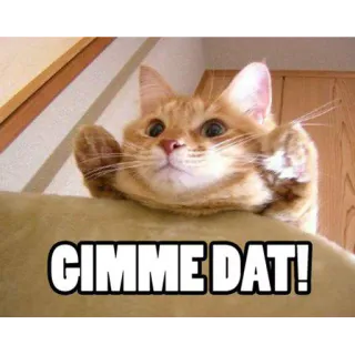 😀 a08a52ce CIMME DAT! kucing, meme, lucu, memohon, hewan telegram sticker
