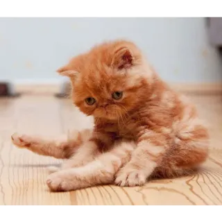 🙂 b2e61851 kucing, anak kucing, hewan, domestik, peliharaan telegram sticker