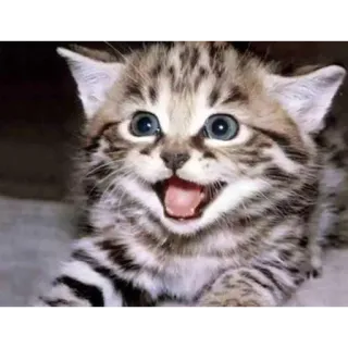 😀 b849b6ba anak kucing, kucing, imut, hewan, peliharaan telegram sticker