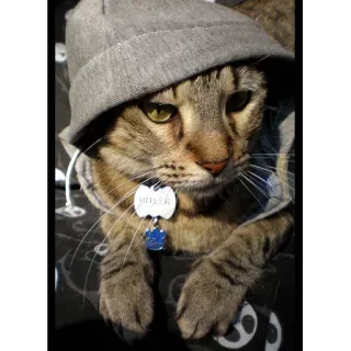 🔫 b993c89a kucing, binatang, topi, hewan peliharaan, imut telegram sticker