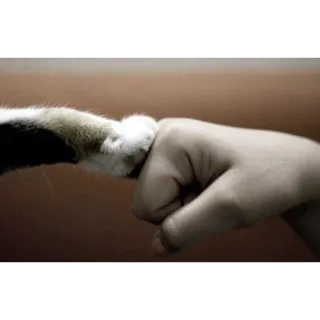 Funny Cats telegram stickers