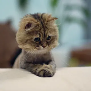 😁 da1b2d14 kucing, imut, domestik, binatang, felin telegram sticker