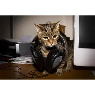 🎧 e658c5c9 kucing, headphone, musik, hewan, hewan peliharaan telegram sticker